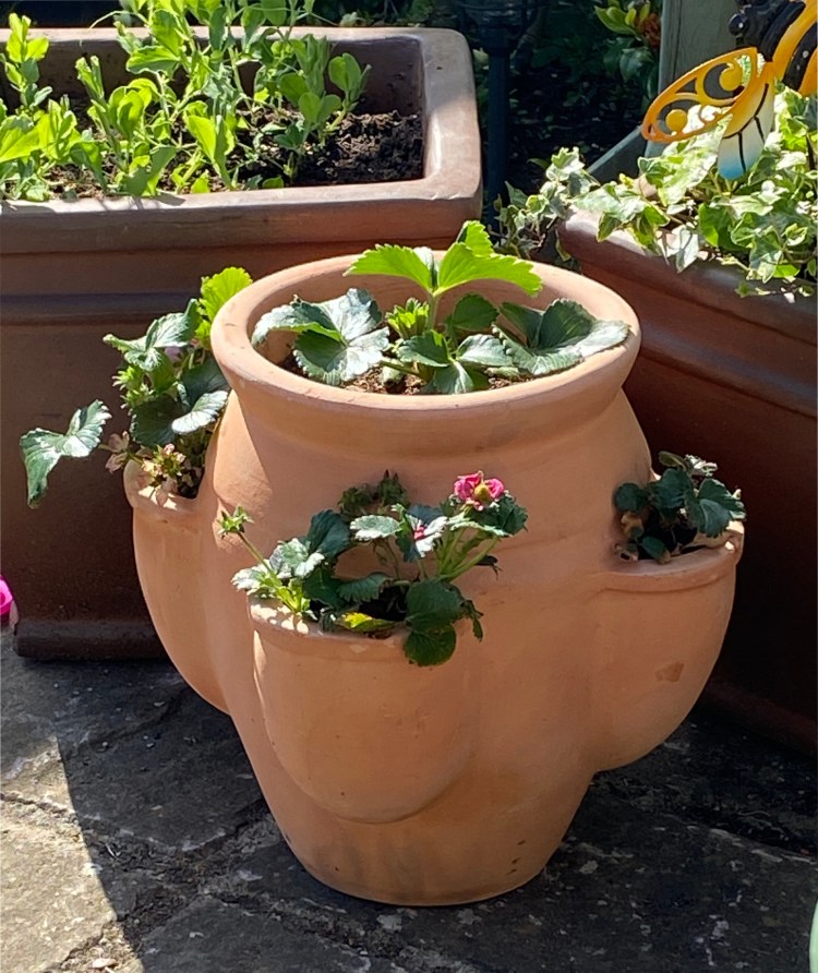teracotta plant pot
